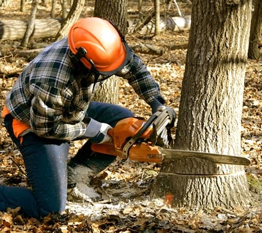 Tree Removal in Calais, VT